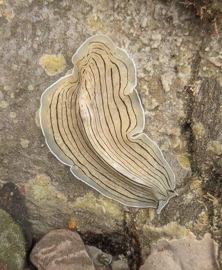 Candy striped flatworm - Wembury 2023