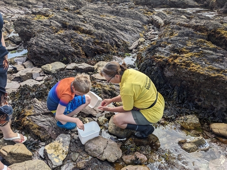 Image of rockpool safari eventbrite event at Wembury