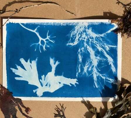 A blue and white cyanotype showing the outlines of various seaweeds.
