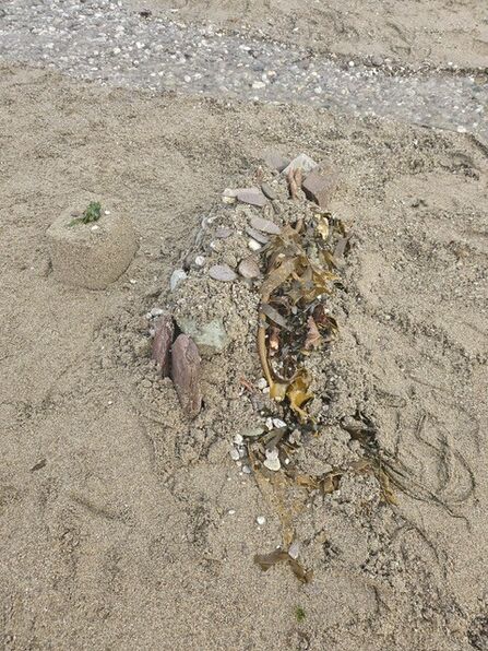 Image shows a natural coastal defence which school pupils are testing out at Wembury Beach