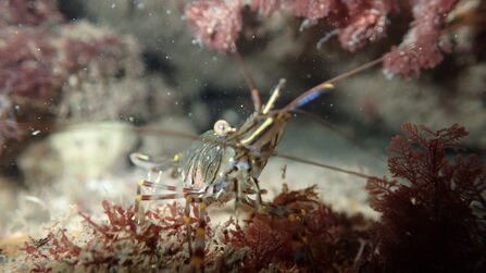 Common prawn