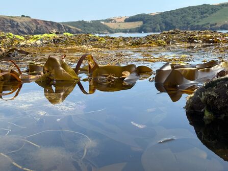 Kelp in rockpool at Wembury Beach