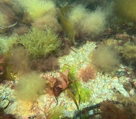 Cuttlefish on WMC snorkel safari 