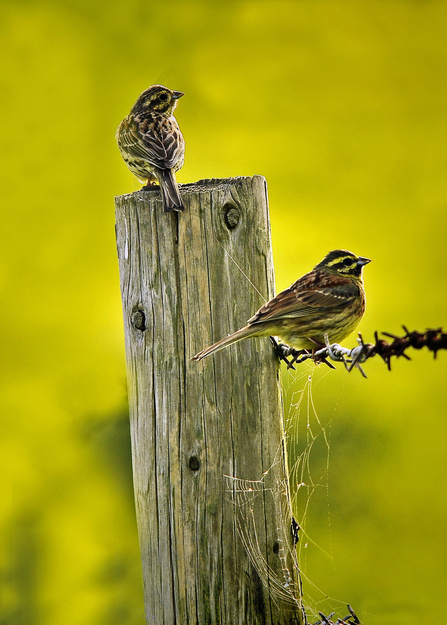 Cirl buntings Steve Waterhouse