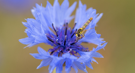 Long hoverfly (Sphaerophoria scripta) on cornflower at Bonhurst Farm, Surrey Wildlife Trust