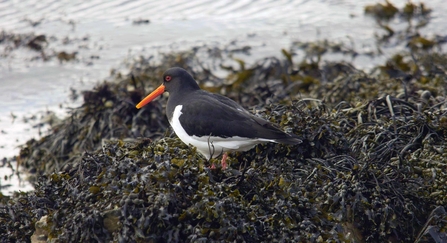 Oyster catcher