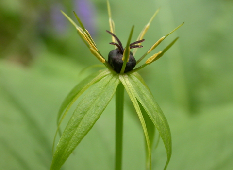 Herb-Paris