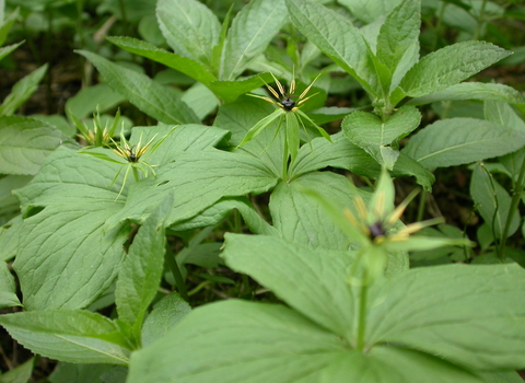Herb-Paris