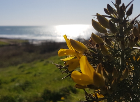 Wembury meadow