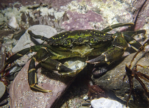 Shore crab