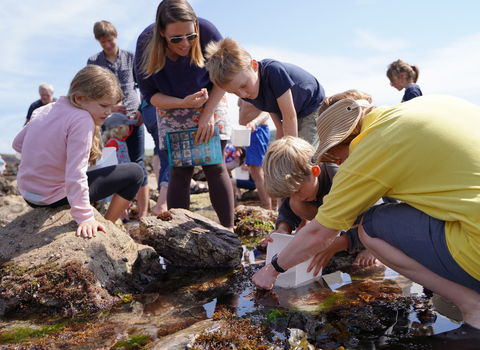 Rockpool Safari at Wembury