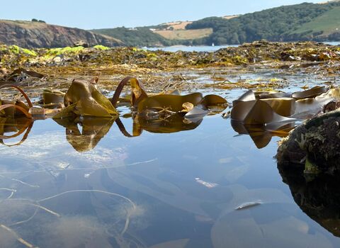 Kelp in rockpool at Wembury Beach