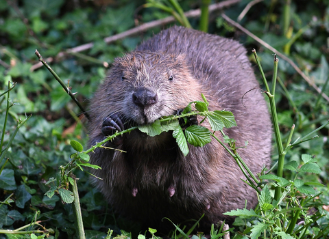 Beaver