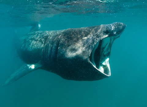 Basking Shark