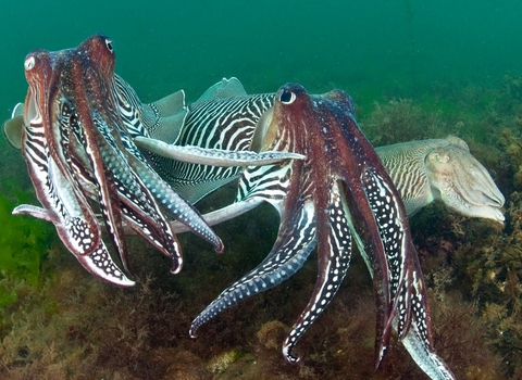 2 male cuttlefish compete for the attention of a female 