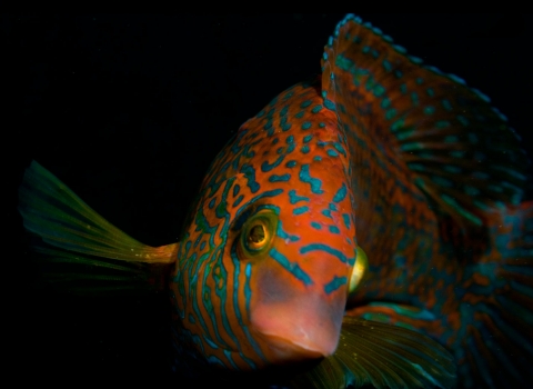 Corkwing wrasse