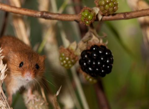 Harvest mouse