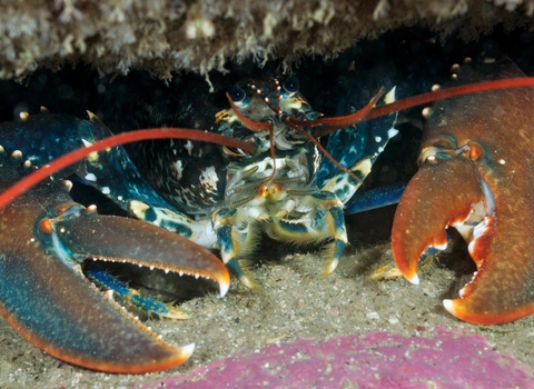 Common lobster