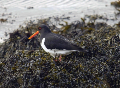 Oyster catcher