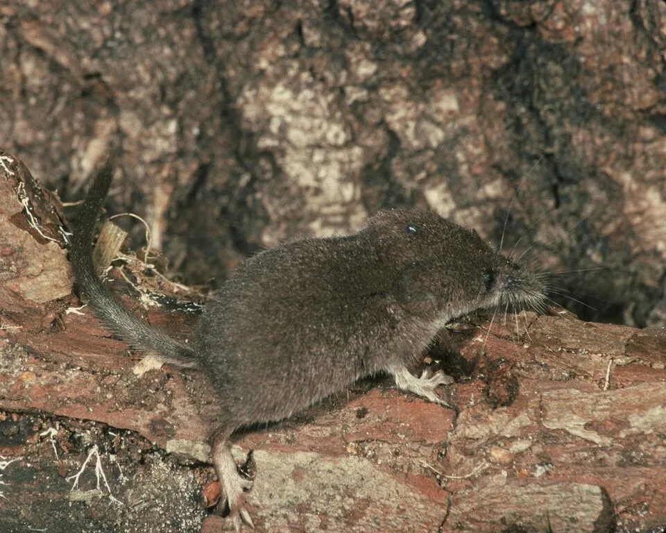 Pygmy shrew
